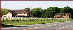 Jason's Vineyard