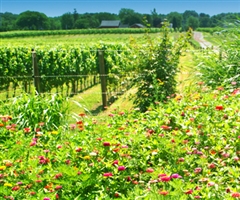 One Woman Vineyards