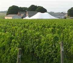 Shinn Estate Vineyards