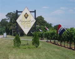 Vineyard 48