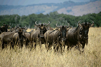 Wildebeest on Masai Mara
